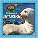 The Animals of Antarctica (A Continent of Creatures)