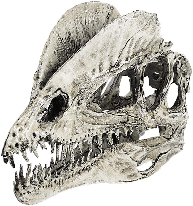 F Fityle 1 3スケールの恐竜ディロフォサウルス樹脂化石頭蓋骨モデルグッズ赤 前述のとおり 砂利 Amazon