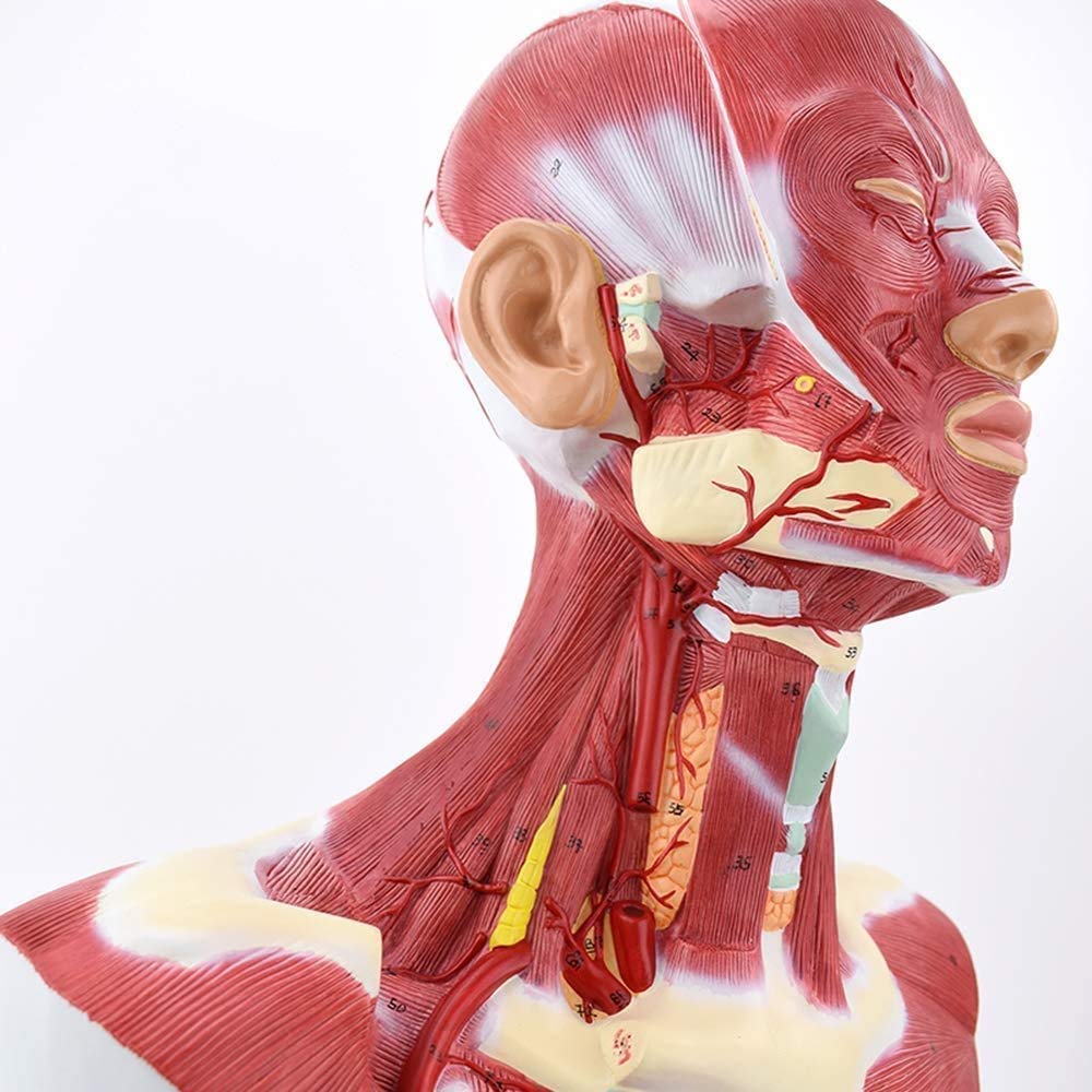 Model Nauczania, Zespół Głowy Ludzkiej, Model Anatomiczny, Mięśnie Szyi, Model Mięśni Tułowia Ludzkiego Do Szkoły, Materiały Dydaktyczne