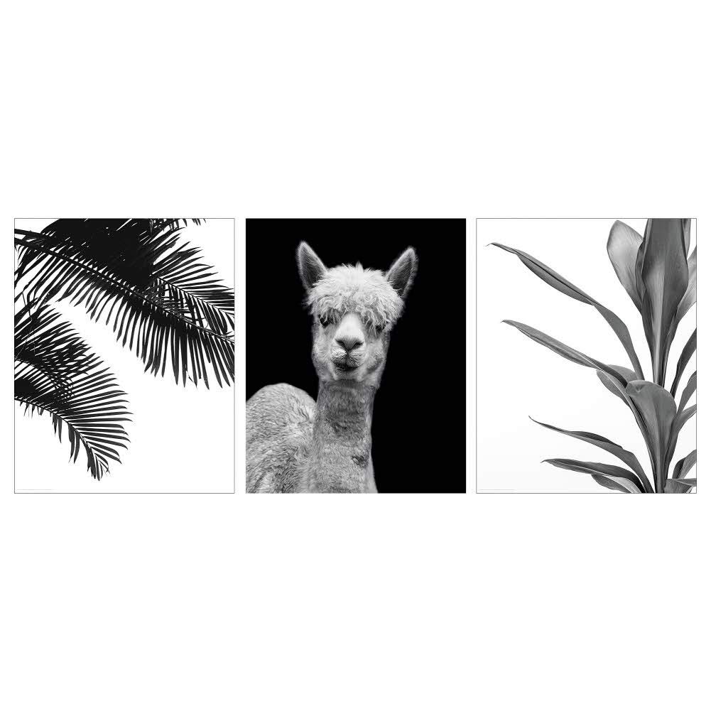 IKEA ASIA BILD Poster Alpaca (15.7x19.7 inch) 40x50 cm, 3-Pieces