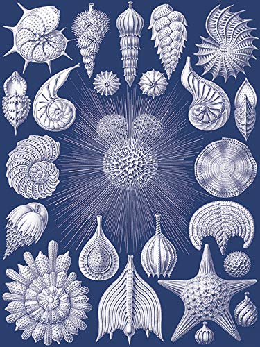 Piddix Canvas, Multi-Colour, 30 x 40 cm