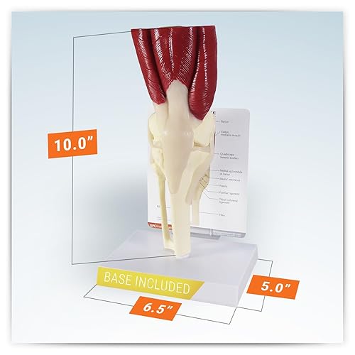 Miniatura 5 de Modelo de articulación de rodilla con músculos, réplica de anatomía del cuerpo humano de la articulación de rodilla muscular normal para médicos,