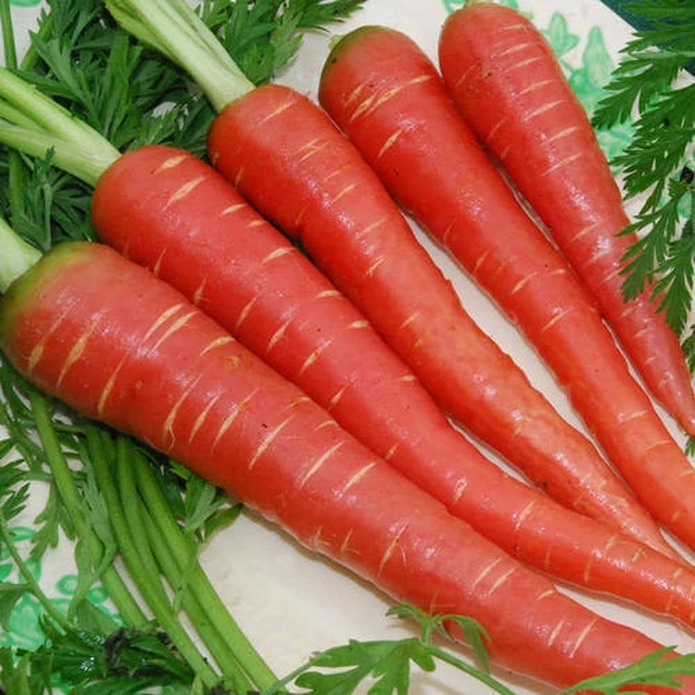 Organic Carrot Seeds – Non-GMO Heirloom Variety for Garden and Indoor Planting – Easy to Grow (Pack Of 200+ Seed)-image-49