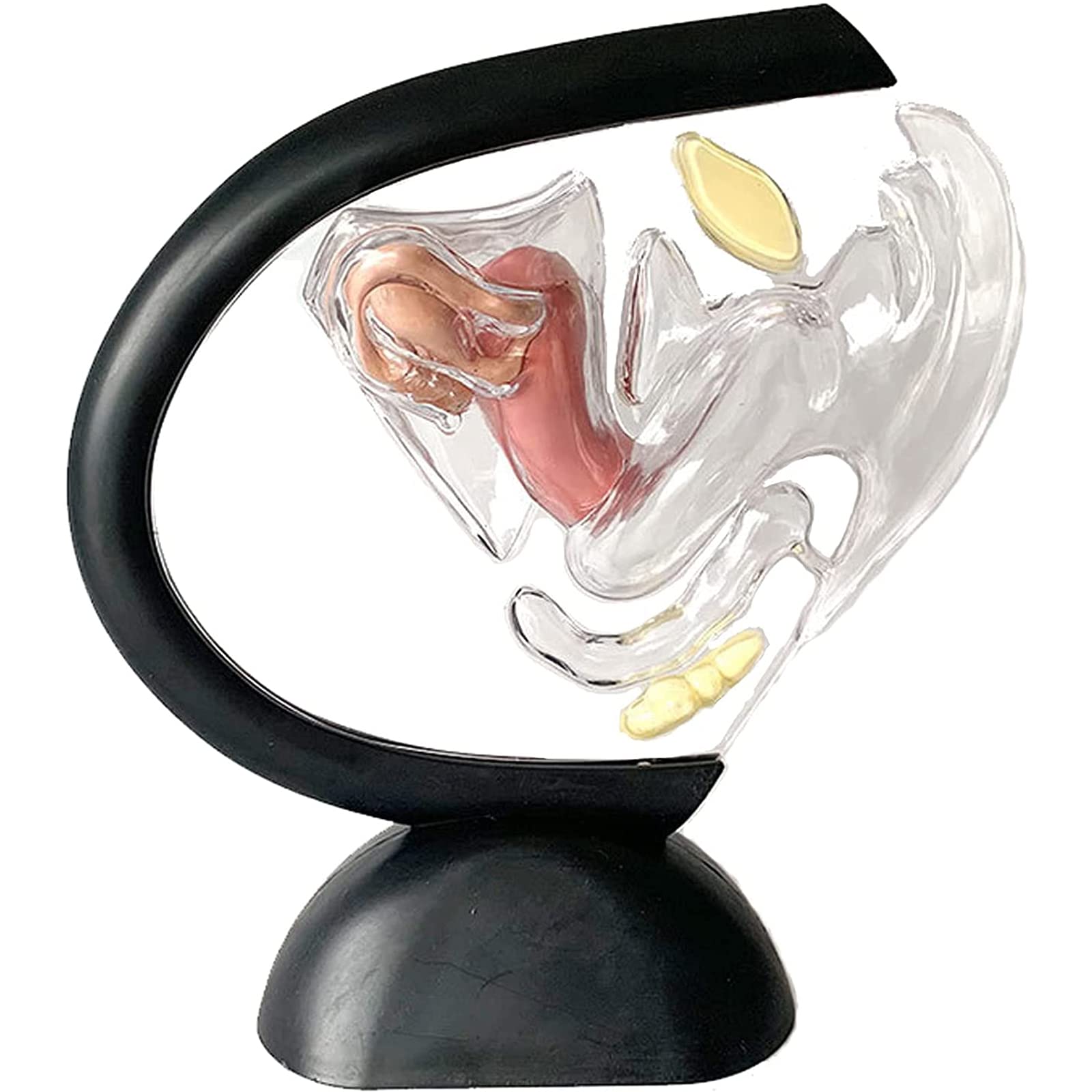 Anatomy Models, Human Transparent Uterus Model - Female Reproductive Organs Visible Ovarian Structure Teaching Anatomical Gynecology Doctor Patient
