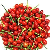 Wiri Wiri Hot Pepper Seeds - A Variety from Guyana. Very Hot(100 - Seeds)
