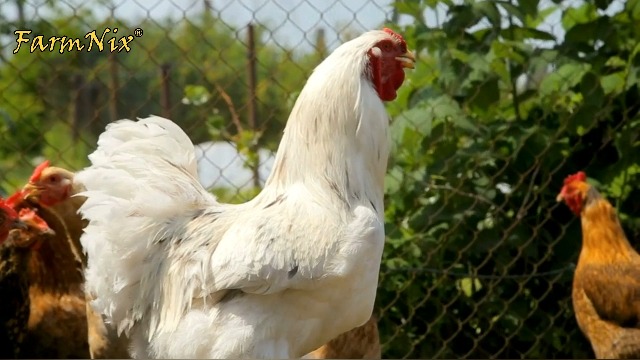 Recinzione elettrica da 12V, caricatore per recinzioni elettriche, 2 joule/12 kV, recinzione elettrica da 15KM, alimentazione per pollame, bestiame, animali domestici, unità di controllo - immagine 8