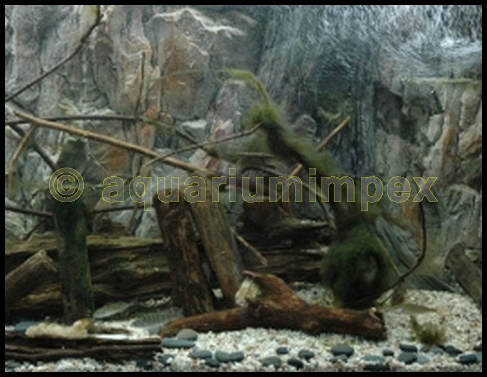 3D Aquarien Rückwand 120x60 Fels mit Wurzel