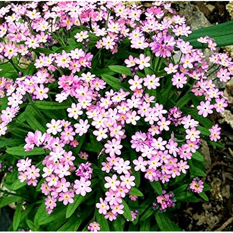 Alpine Forget me Not Pink 1000 Seeds + Freebie + Plant tag - Dwarf Perennial Myosotis Cover