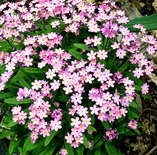 Alpine Forget me Not Pink 1000 Seeds + Freebie + Plant tag - Dwarf Perennial Myosotis