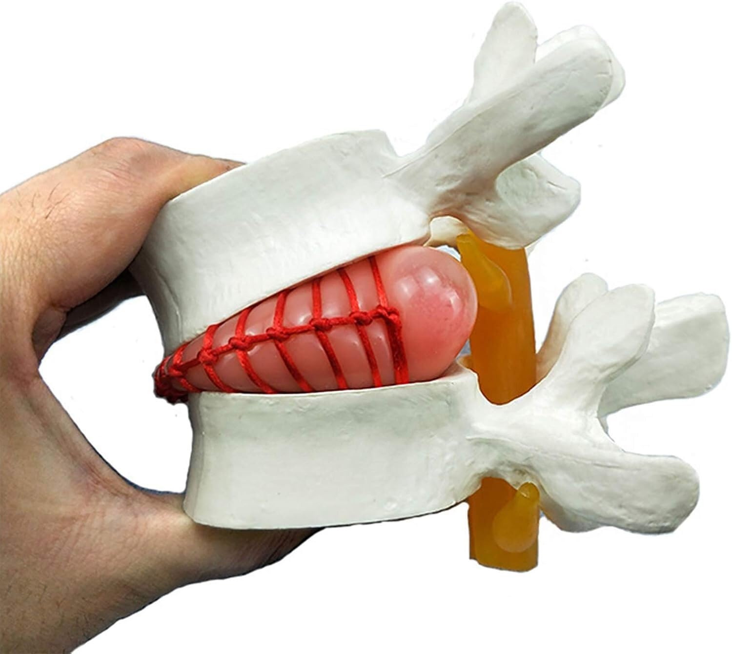 Modello di Dimostrazione del Disco Lombare Umano Modello della Colonna Sonora del Dorso Giallo Umano Colonna Lombare Anatomica Colonna Vertebrale Lombare