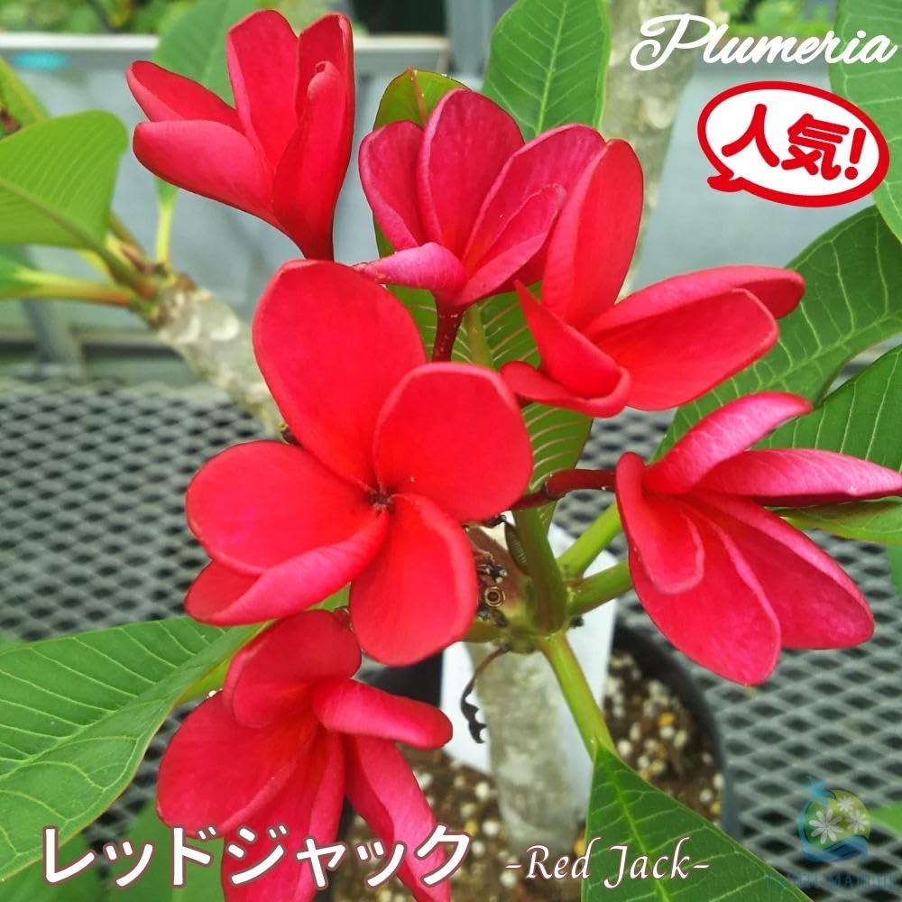 プ*ア様 プルメリア苗木　園芸品種（Red Qeen） Amazon.co.jp: プルメリア レッドジャック 5号鉢 ☆スタンダード