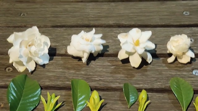 Amazon.com : 2 Jasmine Flower Plants Indoor Live, 4 to 6 Inc Long