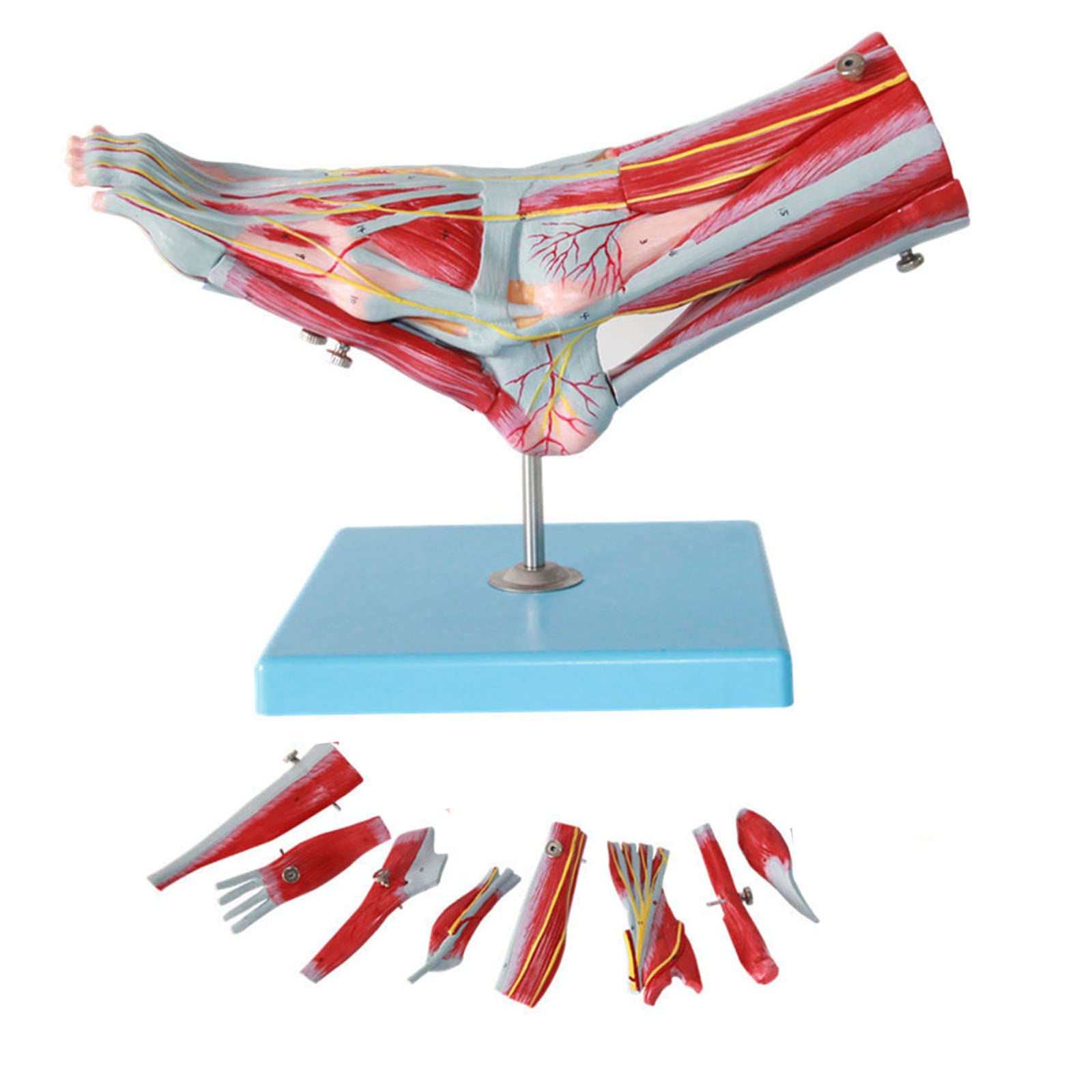 YNIYUJKL Foot Anatomical Model With Bracket - 9 Parts With 52 Digital Signs - Icluding Bones, Muscles, Ligaments, Nerves, And Blood Vessels Of The Human Foot Organ Model
