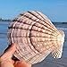 4 Pcs Polished Large Great Scallop Sea Shells 5~6 Inch,Brown Lion's Paw Baking Shells,Ocean Beach Seashells Perfect for Home Decoration, Art Craft, Vase Filler Fish Tank