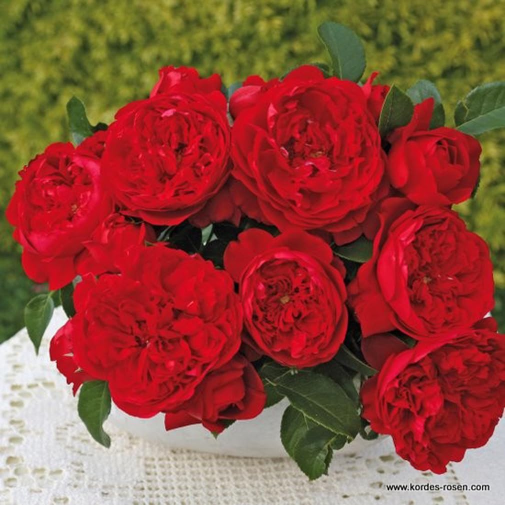 Rosier Kordes Rouge Résistant 2 Rosiers Grimpants 'Florentina' - Rosa Kordes Rouge Profond - Résistants Aux Maladies - Pot 25-30 Cm Rosier Sain Sans Fongicide