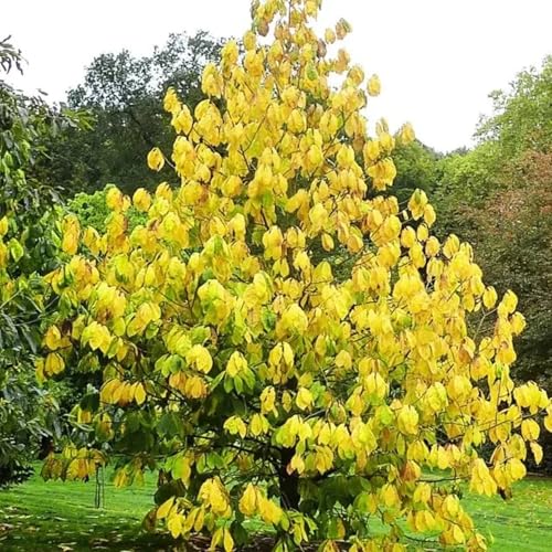 Pawpaw Tree Live Plant – Cold Hardy Native Fruit Tree with Sweet Tropical-Flavored Fruit for Edible Landscapes (1 Gallon/Potted/Set of 2 Plants)