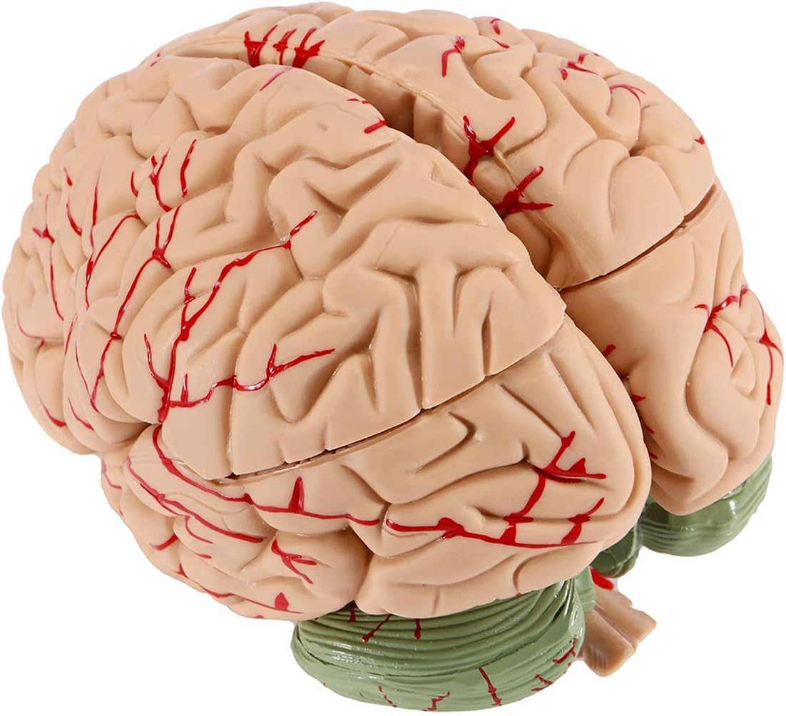 Anatomical Human Brain Model, with Vessels Life Size Anatomy Model for Learning Science Classroom