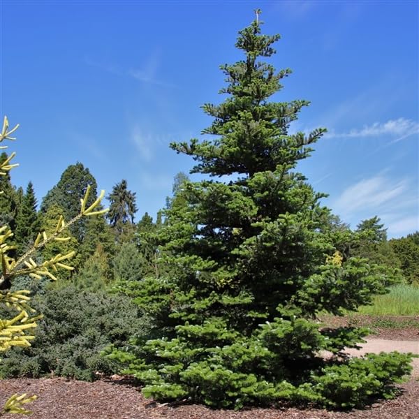 Koreanische Tanne (Abies koreana) 40–50 cm – Zwerg-Nadelbaum im Topf...