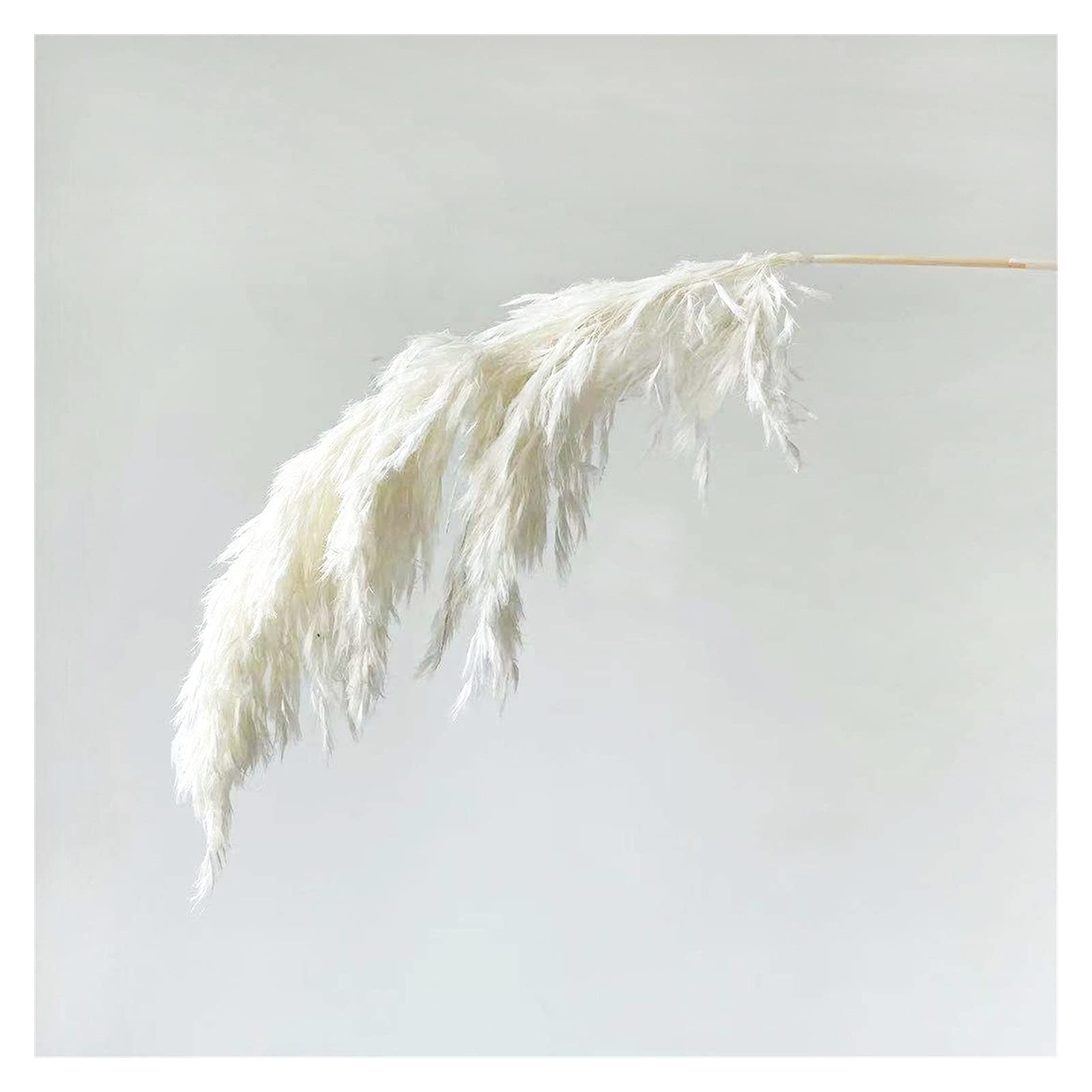YANGQI Yaoqijie Herbe de pampa séchée de grande taille pour mariage ou décoration d'intérieur - Couleur : blanc - 20 tiges - Taille : L