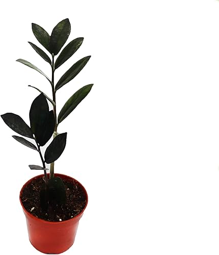 Planta ZZ de cuervo negro rara -4 pulgadas de California Tropicals