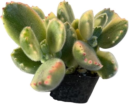 FOLIAGEMS Plantas de cactus suculentas vivas de USKC maceta de 2 pulgadas Cotyledon tomentosa Bears Paw Variegata