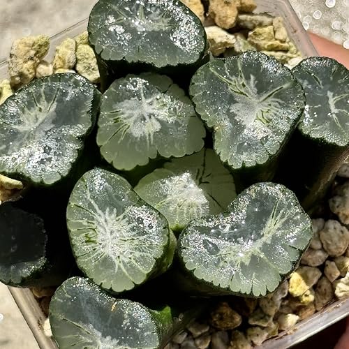 A ϗtA nI`A nIVA rbOo A v[g Mtg ϗtA  zj Vzj CeA nIyc