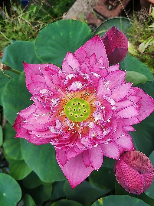 Image of Flowet Plant for Home Decor, Pooja | Large Size Flower Surely Blooming Within 45 Days lotus plant (Fen Chong Thai)