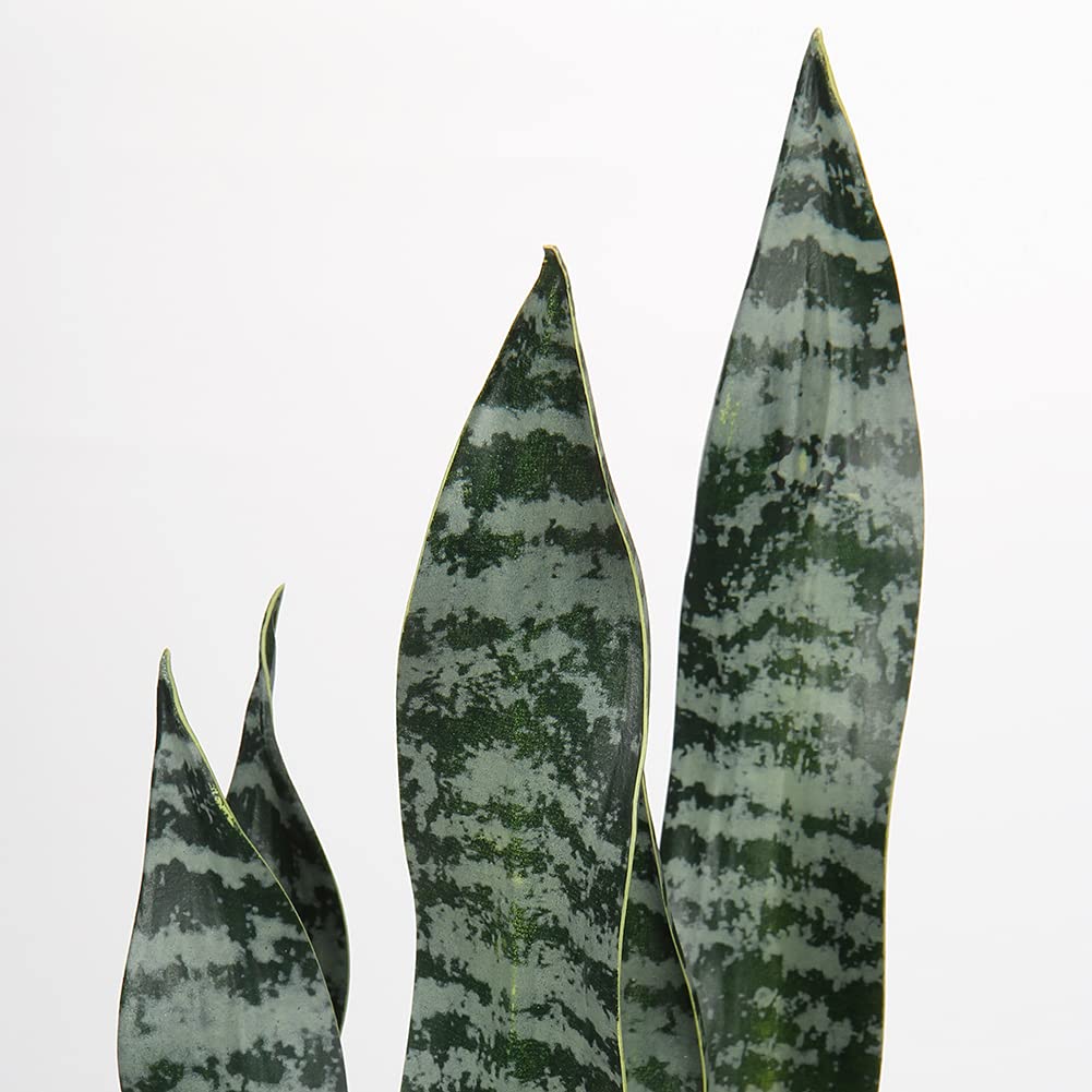 pothos with white Pothos Epipremnum aureum 'Pearls and Jade' main image 0