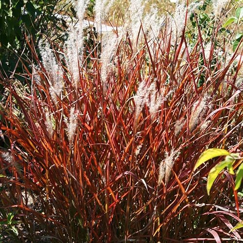 Ornamental Grass, Flame Grass, Outdoor Planting, Miscanthus Purpurascens, 3 Root Divisions, Zones 5-9