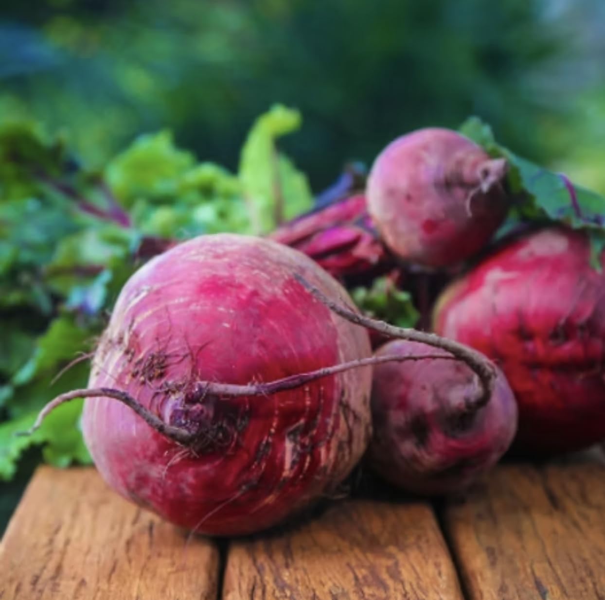 Beetroot Boltardy | 6 Plug Plants | Vegetables Plants