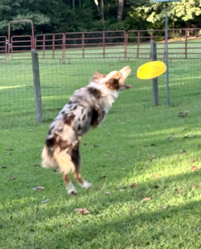 Image of Petarchi RuffFoam Flyer Disc | Durable Soft Foam Dog Frisbee | Gentle on Teeth, Floats on Water, Long-Distance Flight, Soft Catch Training Toy for Dogs