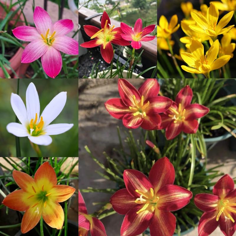 Rain lily bulbs red,Zephyranthes - All Season multicolour Flower Bulbs (Pack of 10)-image-9