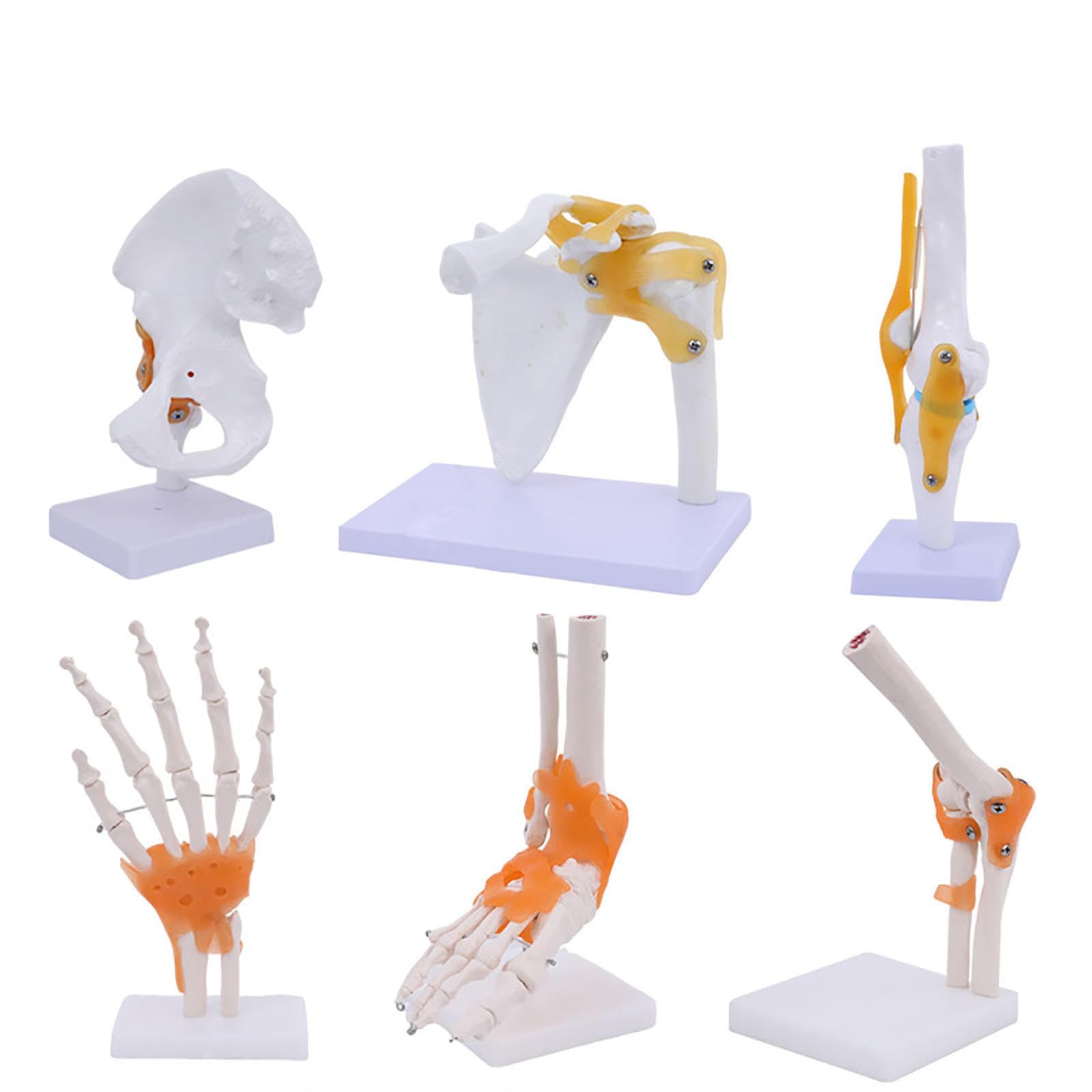 SORECI 6PCS Human Joint Model with Ligaments, Flexible 1:1 Scientific Life Size with 360° Rotatable Display Base, Includes Shoulder/Elbow/Knee/Hand/Food/Hip Joint Anatomy Diagram for Medical Training