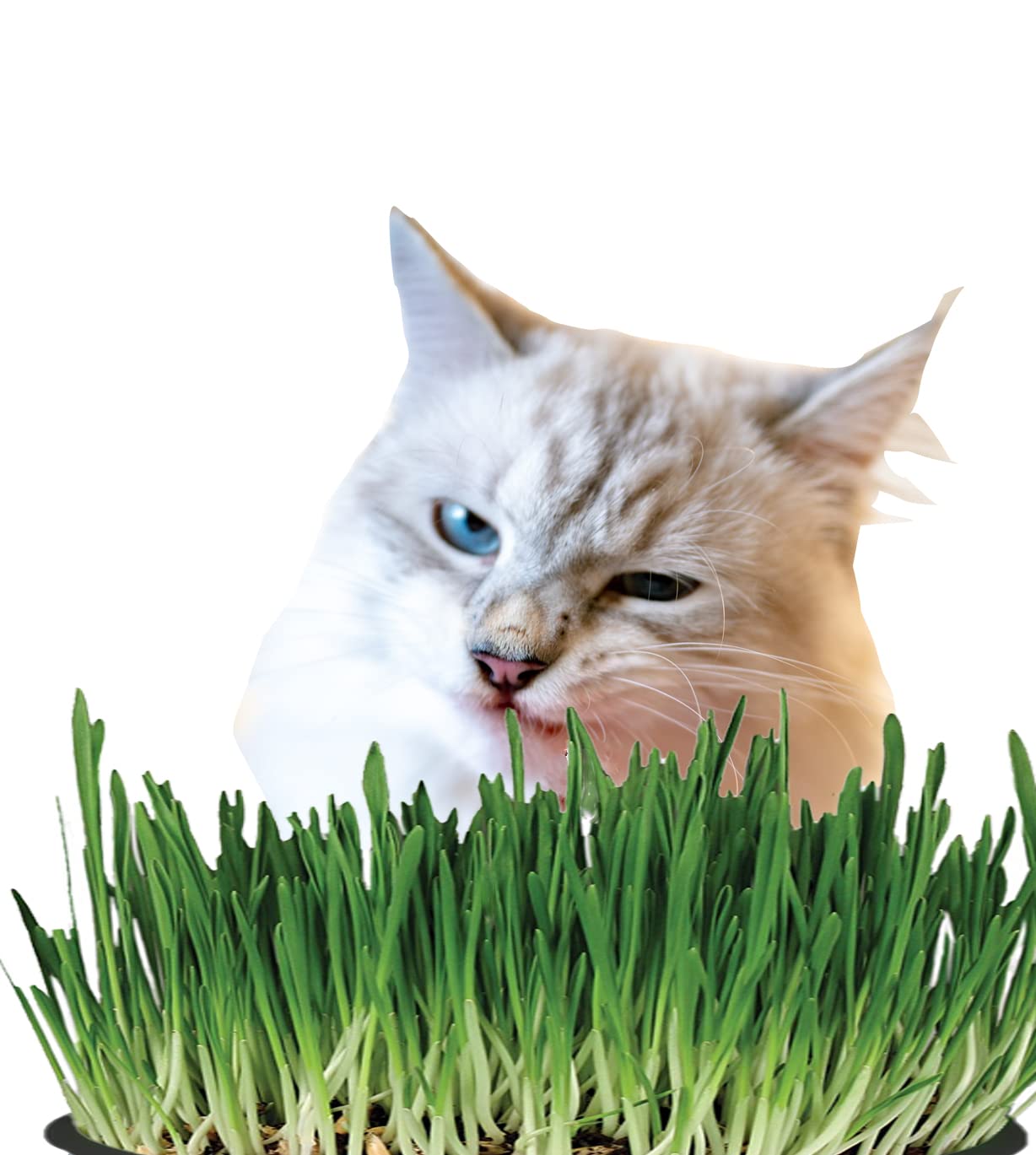 MVM e-comerce Sweet Greens Cat Grass Kit (B0B5Y9L4L9) Amazon Price History, Amazon Price Tracker