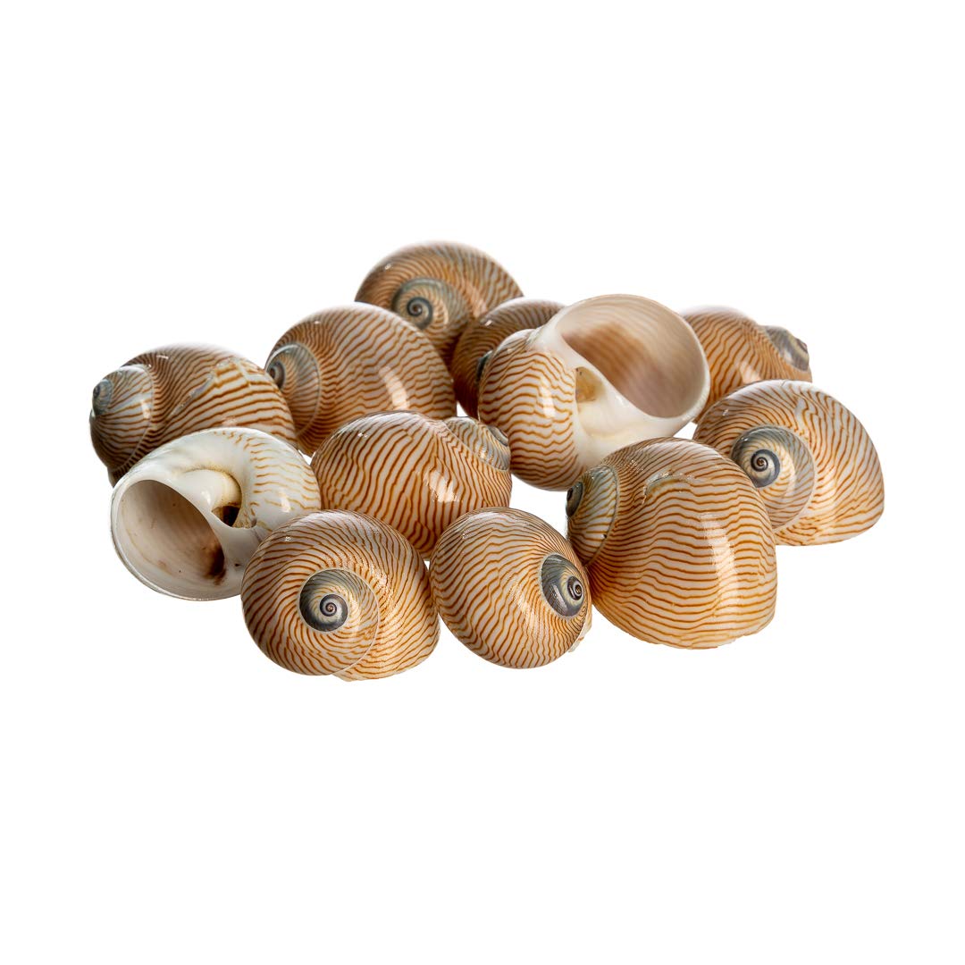 Hermit Crab Shells | Turbo Shells | 12 Natica Lineata Shells 3/4"- 1.5" | Hermit Crab House for Décor | Plus Free Nautical eBook by Joseph Rains