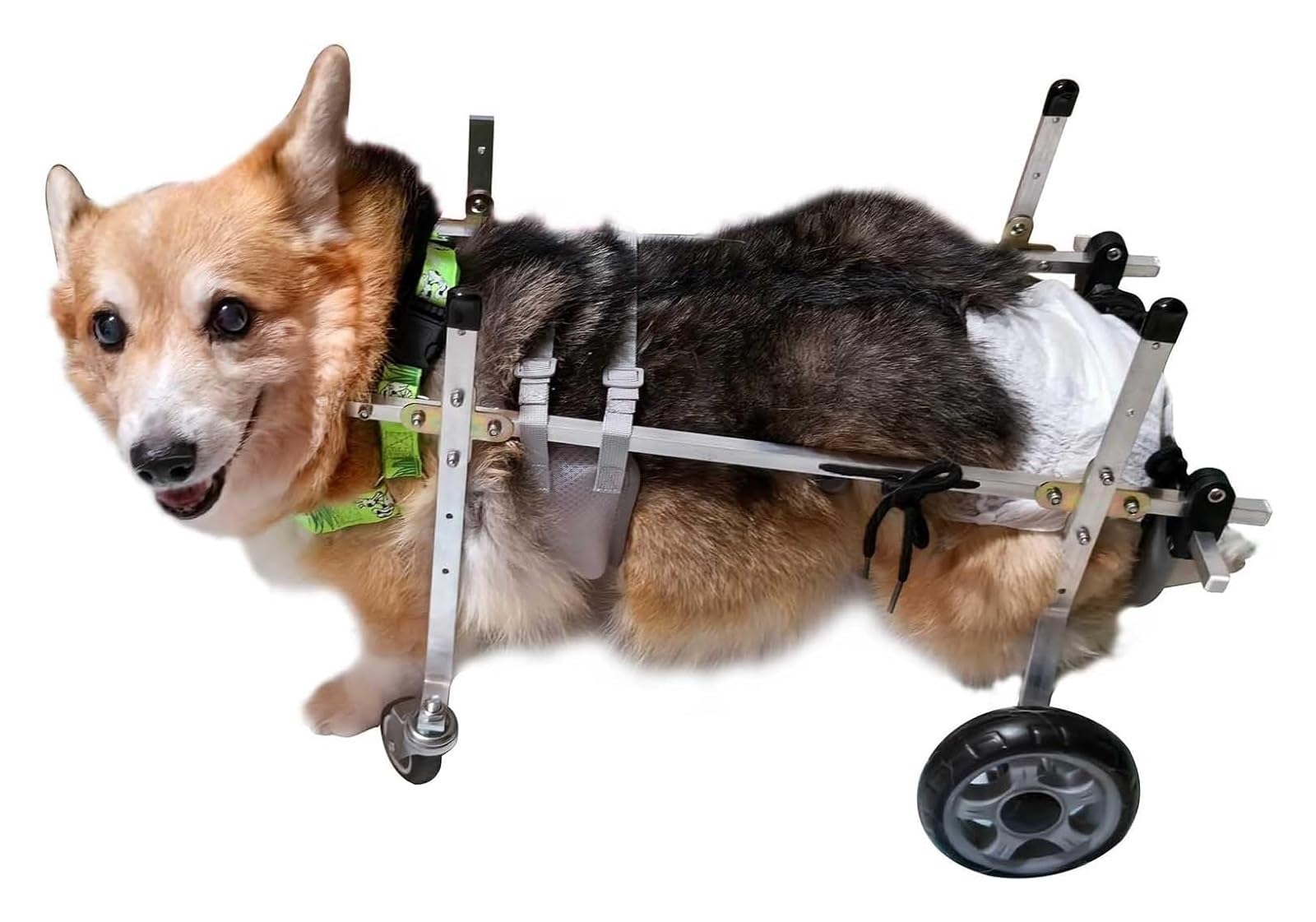 Fauteuil roulant pour chiens de petite taille pour retrouver le plaisir des balades au parc