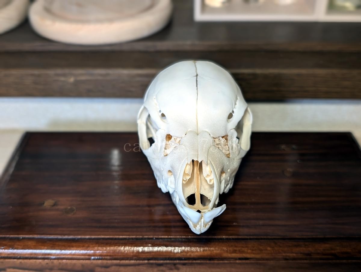 【頭骨標本】日本鹿 ニホンジカ トロフィー 骨格標本 コレクション 【頭骨標本】日本鹿 ニホンジカ トロフィー 骨格標本