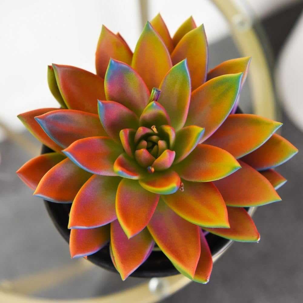 Echeveria ‘Miranda Chameleon’ Painted Succulent Tender Perennial 12cm Pot x 2 Plants by Thompson & Morgan