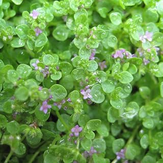 Mint Plants. 'Corsican' 9cm Plant x 2. Mentha. Compact, Dwarf Variety Ideal for Ground Cover and Pathways with a Powerful Minty Scent.