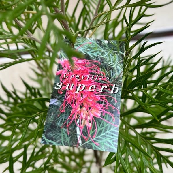 【直接取引】グレビリア・バンクシー　オージープランツ Amazon.co.jp: 花苗 観葉植物：グレビレア サパーブ*オージー