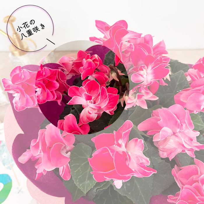 Amazon.co.jp: 予約販売 シクラメン ウインク シャワーハート 5号鉢