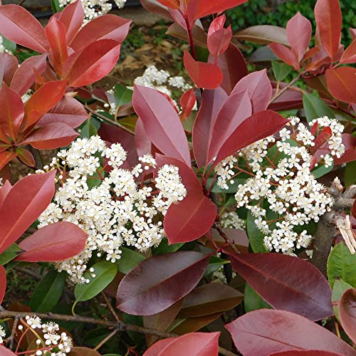 Photinia Photinia x fraseri Red Robin pianta da siepe in vaso ø24 cm h. 100/125 cm Vivaio di Castelletto