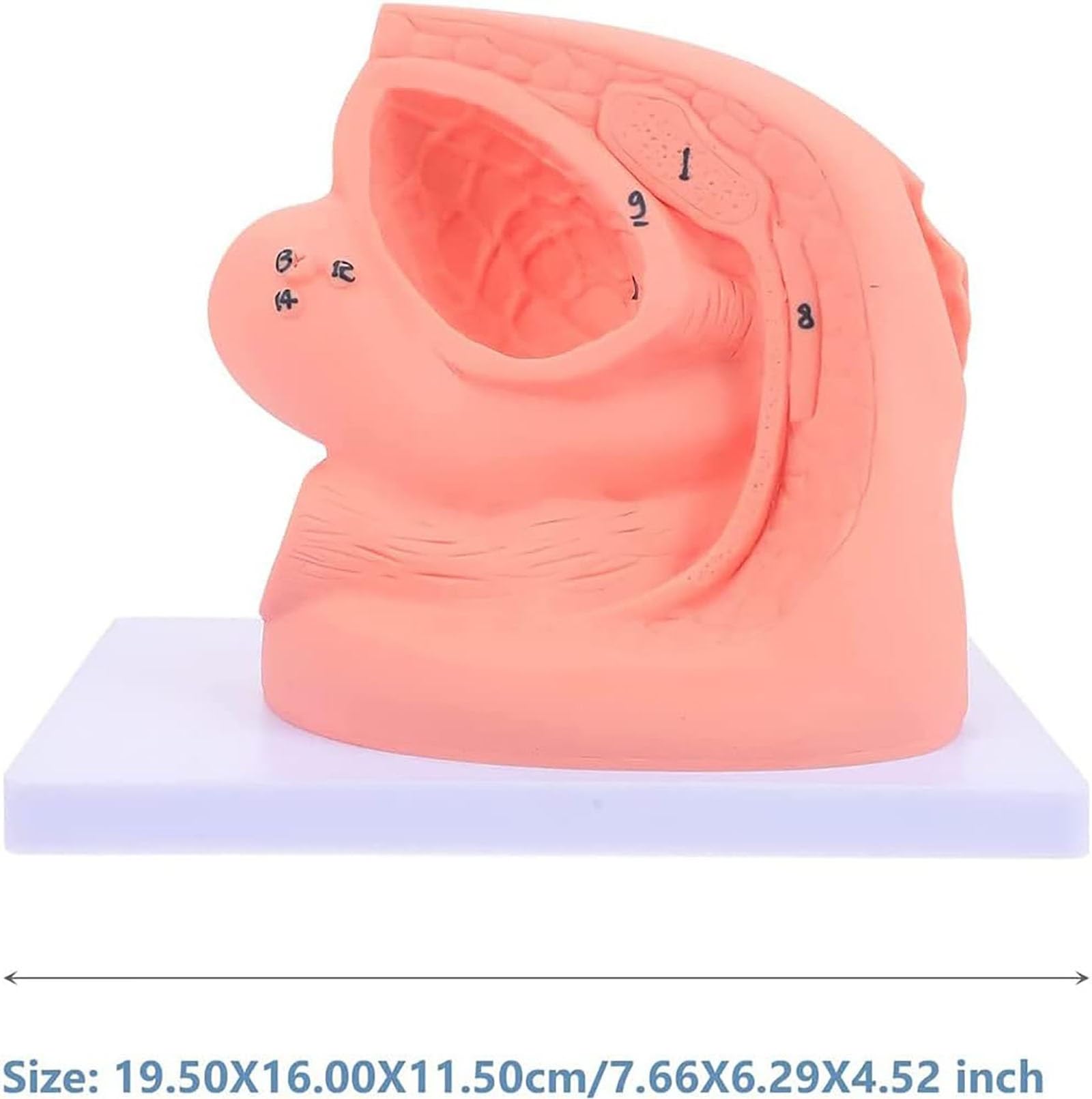 Modèle Cathétérisme, Ensemble D'enseignement L'anatomie du Cathéter Féminin, Modèle D'organe Reproducteur Interne Externe Moule Cathéter Urinaire