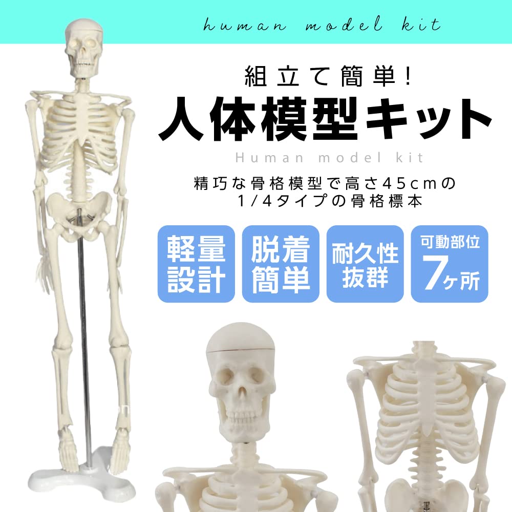 Amazon.co.jp: 【Gran Roi】人体模型 骨格模型 45cm 1/4モデル