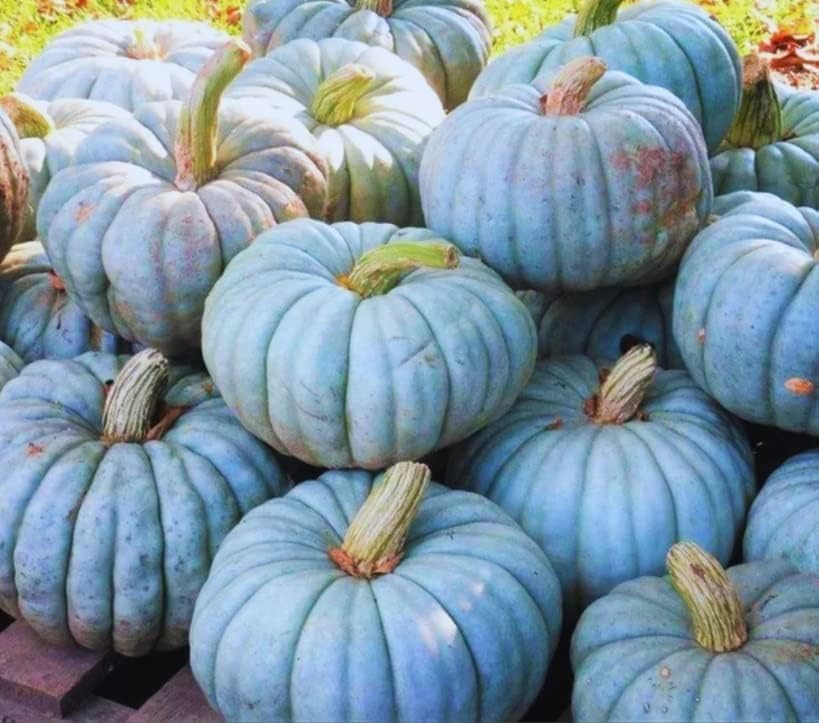 Semillas de calabaza para plantar (10 semillas)  Exóticas y difíciles de encontrar semillas de calabaza, calabaza y calabaza  Semillas de jardín de