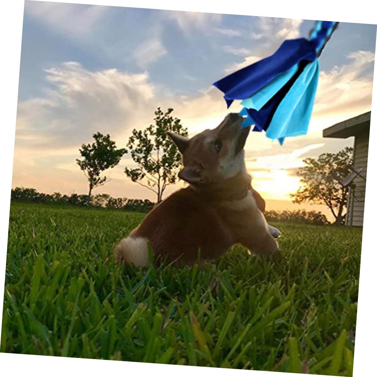 Hundespielstab Interaktives Hundespielzeug für Welpentraining und Outdoor-Spiele Robust und Einfach zu Verstauen