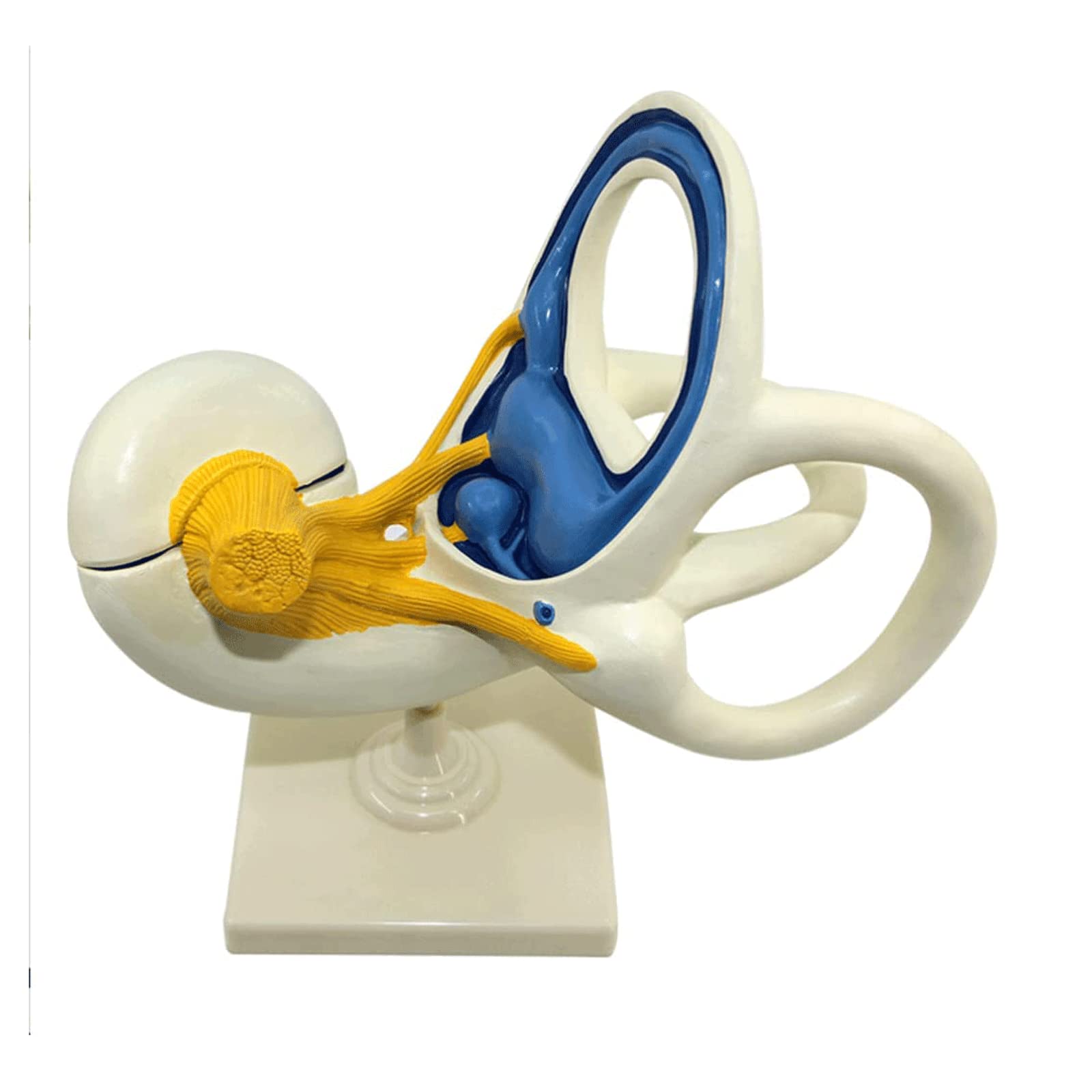 GTHTUHFD Skeleton Model Anatomy Model Inner Ear Magnification Model Ear Anatomy Model Human Model Organs Model Human Anatomy Model Human Organ Model