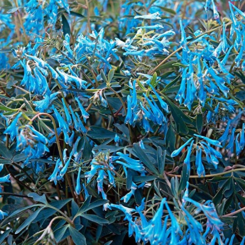 Corydalis 'Blue Heron' Perennial Large Size Plug Plants Pack x3