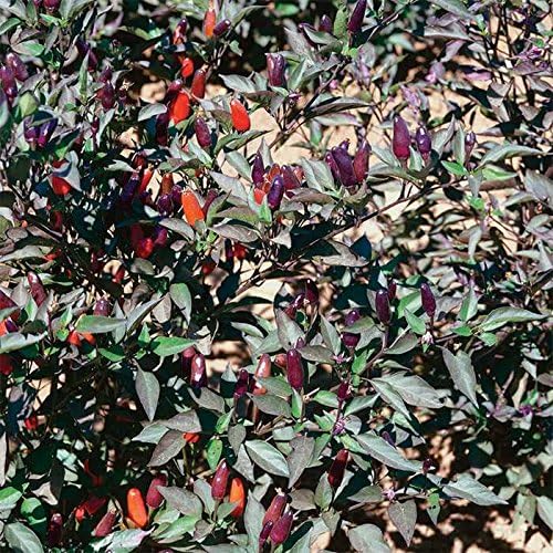 Miniatura 2 de Acapulco - Pimiento ornamental morado (3 plantas vivas)