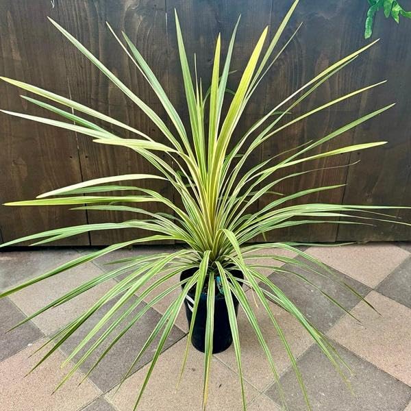 ビカクシダ 天使の翼植物 ザミアプミラ 大カブ ビカクシダ 天使の翼 ビカクシダ 天使の翼植物 ザミアプミラ 大カブ ビカクシダ 天使の翼